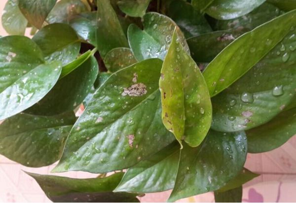 得了綠蘿細(xì)菌性葉斑病不驚慌，了解癥狀對(duì)癥下藥使方法