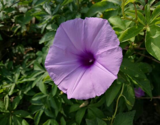牽牛花有毒嗎，牽?；梢栽谑覂?nèi)養(yǎng)嗎