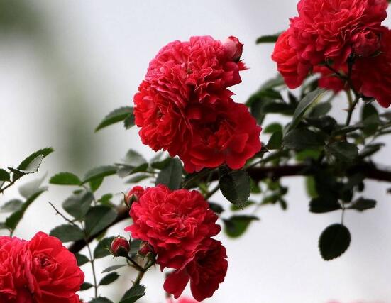 薔薇花的養(yǎng)殖方法和注意事項(xiàng)，八大養(yǎng)殖方法和注意事項(xiàng)