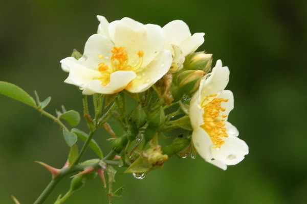 薔薇花和玫瑰的區(qū)別