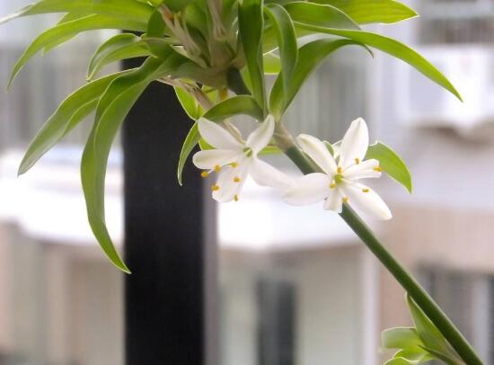 吊蘭的花語(yǔ)是什么，吊蘭開(kāi)花有什么兆頭