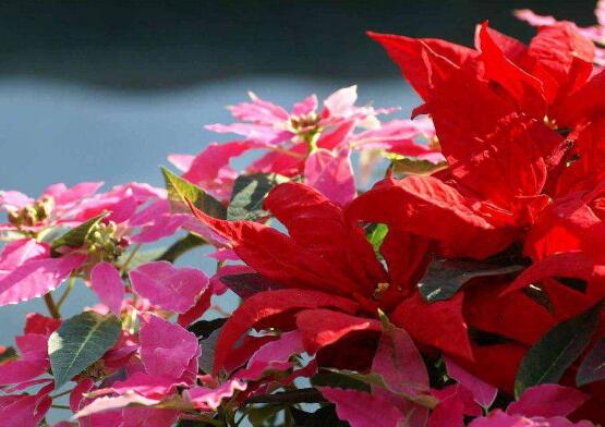 一品紅花期多長時(shí)間，一品紅花期長達(dá)100天(12月-次年2月)