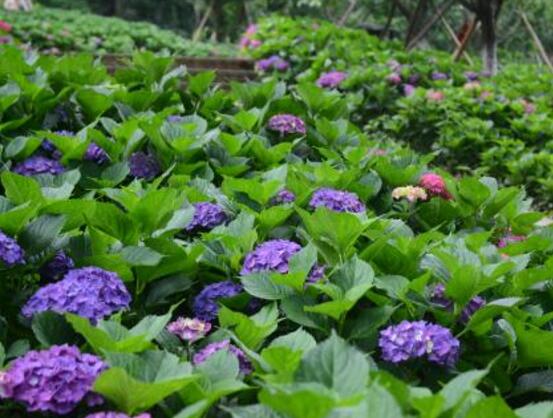 繡球花的花語和寓意，忠貞永恒、浪漫圓滿