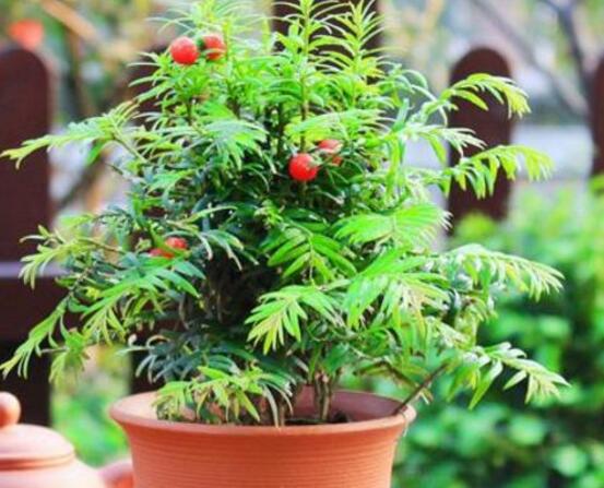 紅豆杉盆景冬天怎么養(yǎng)，教你五個好方法安然過冬