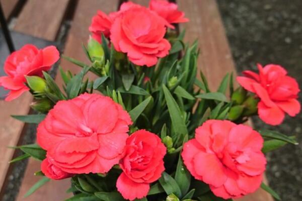 茶花施肥過多了怎么辦，癥狀表現(xiàn)以及處理方法