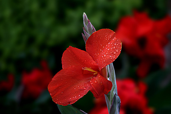 美人蕉花語(yǔ)