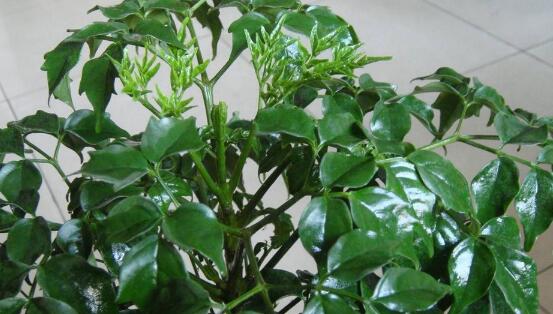 幸福樹葉子發(fā)黃怎么辦，八個(gè)辦法變得翠綠一新