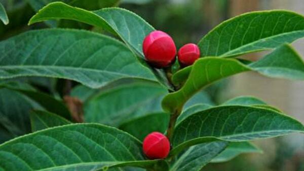 茶花怎樣進(jìn)行播種繁殖