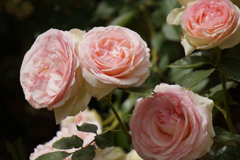 月季什么時(shí)候開花，開花時(shí)要注意四個(gè)要點(diǎn)