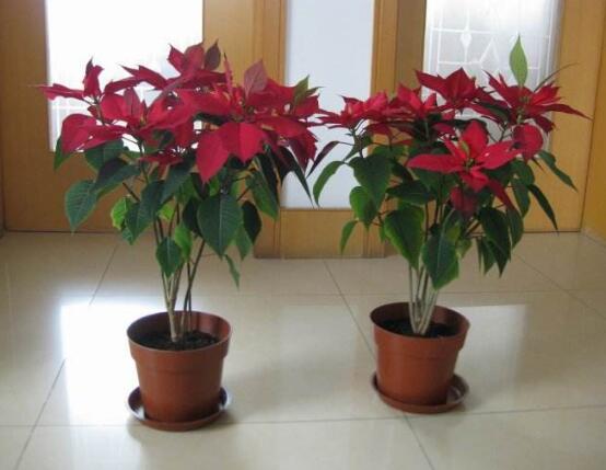 一品紅有毒嗎，一品紅可以放在室內(nèi)養(yǎng)嗎