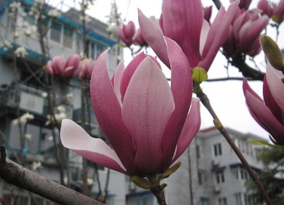 玉蘭花花語(yǔ)，代表著高潔、芬芳，純潔的愛(ài)，感恩
