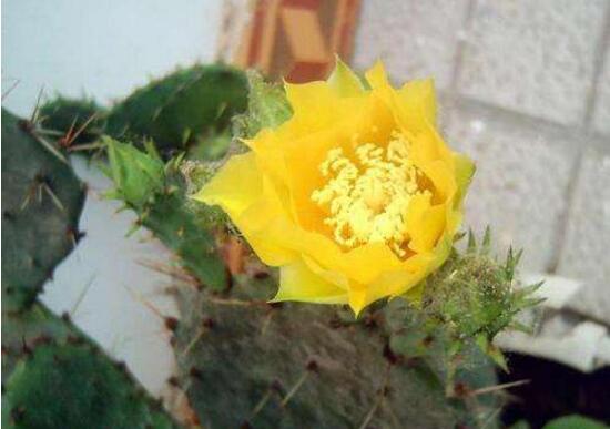 仙人掌會(huì)開(kāi)花嗎，仙人掌什么時(shí)候開(kāi)花