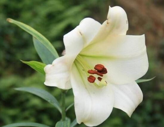 百合花多久澆次水，盆栽百合花怎么澆水/三天澆次水