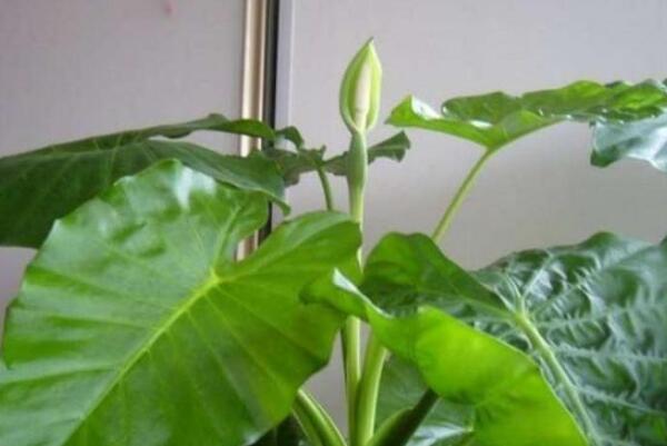 誤食滴水觀音怎么解毒，如果情況嚴(yán)重立即送到醫(yī)院