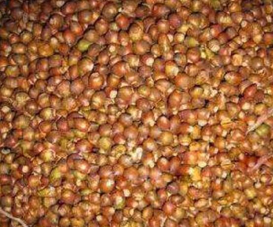 紅豆杉種子怎么種，做好這四點(diǎn)就會生根發(fā)芽