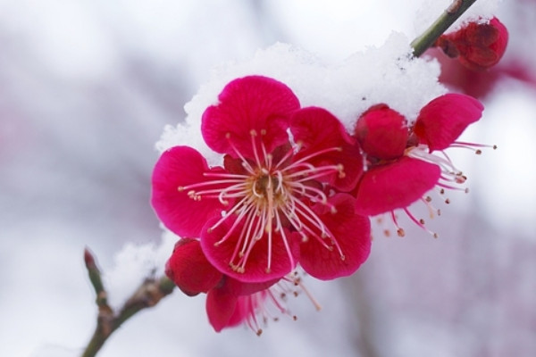 梅花冬天開(kāi)花的原因