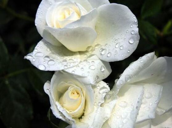 白色薔薇花，白色薔薇花特點