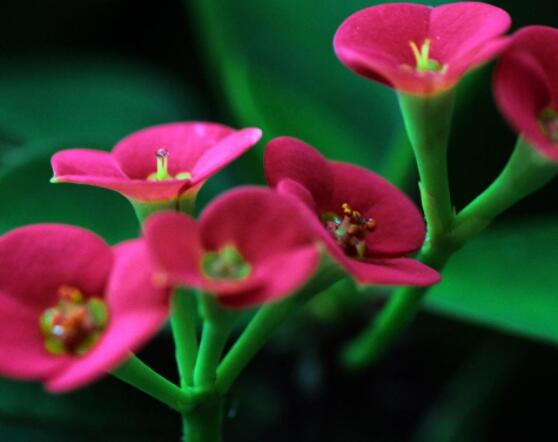 虎刺梅花期多少天，一年四季均可開花(養(yǎng)殖得當)