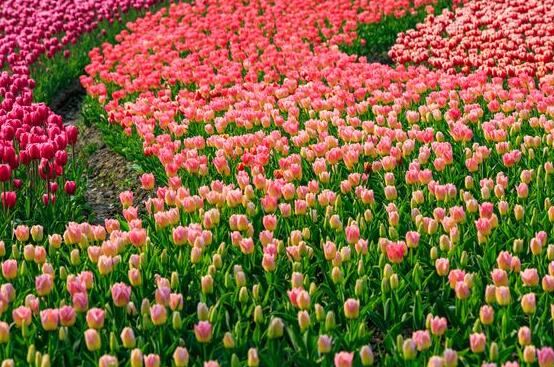 郁金香花期，每年花期為3-5月