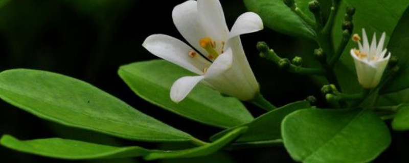 九里香春天不發(fā)芽是什么原因