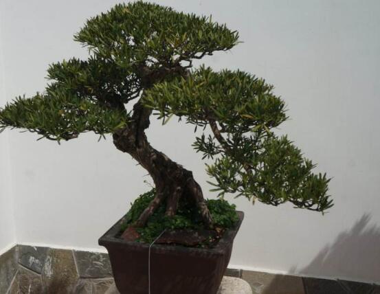 羅漢松花期，羅漢松花期為一個月(5月份開花)