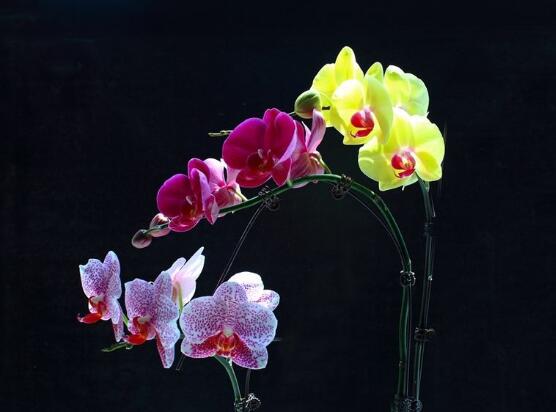 蝴蝶蘭花怎么養(yǎng)，教你七種好方法養(yǎng)的郁郁蔥蔥