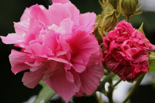 芙蓉花什么時(shí)候種植存活率高