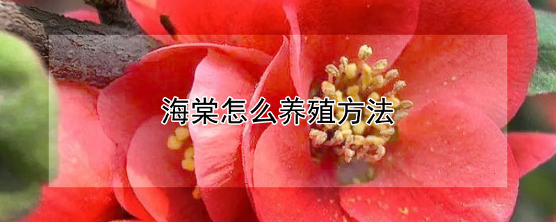 海棠怎么養(yǎng)殖方法