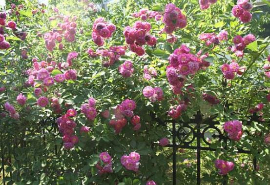 薔薇花的種植方法，盤點(diǎn)薔薇花七大種植方法