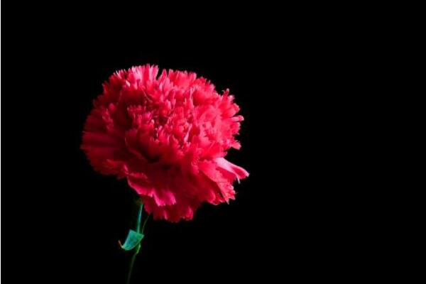 康乃馨花的圖片，不同顏色對應(yīng)不同花語