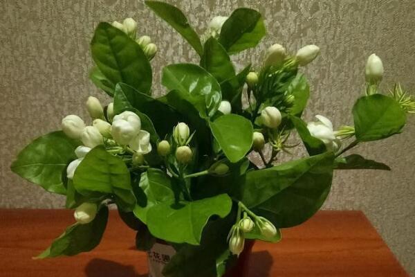 茉莉花如何移栽，做好這五步即可簡(jiǎn)單成活