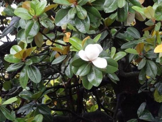 橡皮樹開花嗎，橡皮樹多久開花(一年兩次）