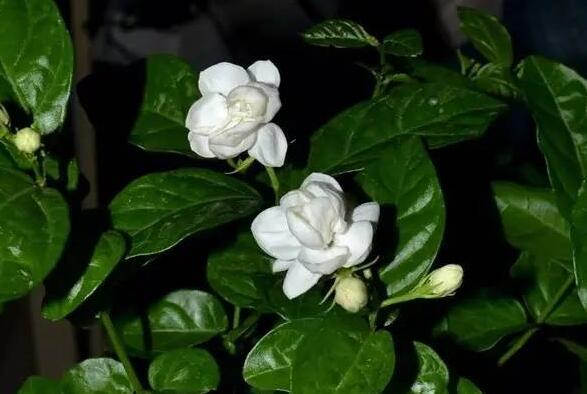 茉莉花葉斑病如何防治，及時摘除病葉是關(guān)鍵