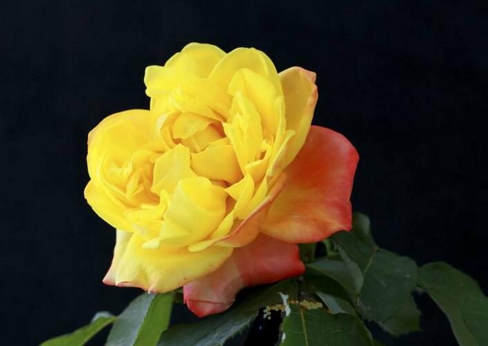 月季花的栽培杵插應(yīng)該在幾月份，簡(jiǎn)單快捷的杵插方法