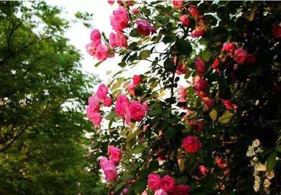 薔薇花蟲害及防治方法，薔薇花三種蟲害防治辦法
