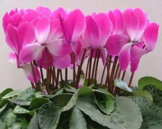 仙客來(lái)的花有什么特點(diǎn)，仙客來(lái)圖片大全鑒賞