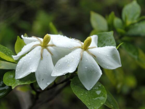 枙子花的花語是什么，代表著堅(jiān)強(qiáng)、永恒的愛、一生的守候