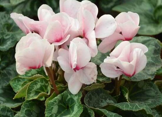 仙客來什么時(shí)候開花，仙客來一年開幾次花/冬季開花