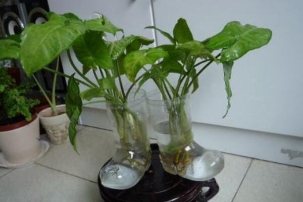 滴水觀音的毒能自解嗎，誤食或汁液入眼馬上去醫(yī)院