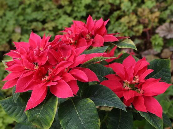 一品紅花期多長時(shí)間，一品紅花期長達(dá)100天(12月-次年2月)