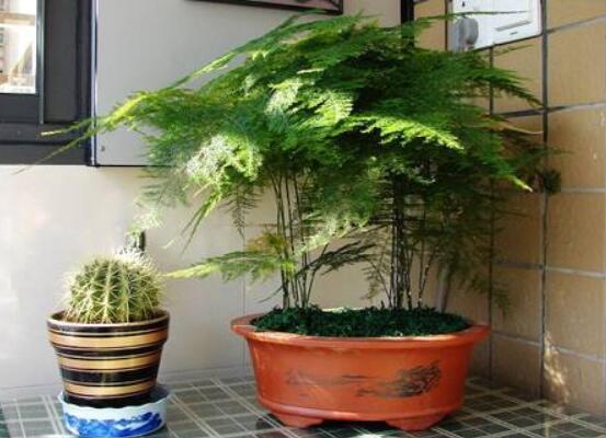 文竹掉葉子怎么辦，四種原因以及解決辦法