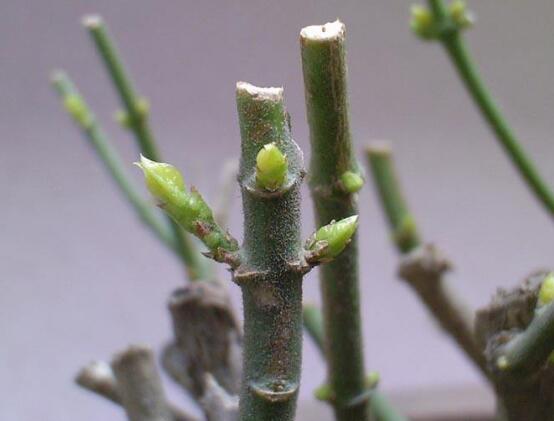 茉莉花怎么修剪，茉莉花修剪方法