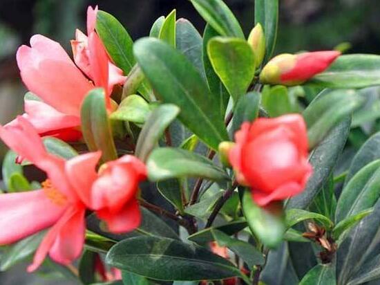 四季茶花的養(yǎng)殖方法和注意事項(xiàng)，老農(nóng)總結(jié)八大基本方法