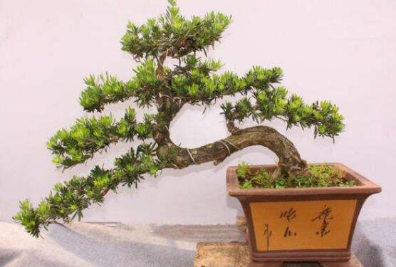 羅漢松有毒嗎，羅漢松可以在臥室養(yǎng)嗎