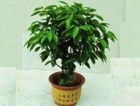 平安樹(shù)怎么修剪，平安樹(shù)的修剪方法和技巧