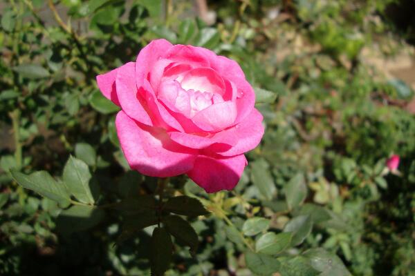 月季花冬季要怎么養(yǎng)，安全過(guò)冬的5大要點(diǎn)