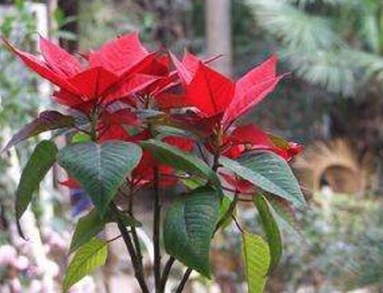 一品紅花，一品紅花圖片