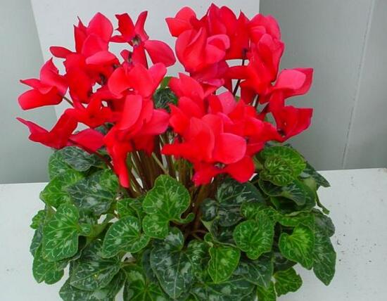 仙客來花期多久，仙客來花謝了怎么處理