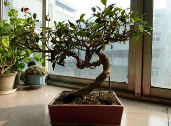 北方榕樹盆景怎么養(yǎng)，教你七種簡單易學養(yǎng)殖方法