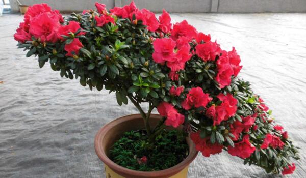 杜鵑花干葉落葉怎么辦，控制光照并補(bǔ)充水分